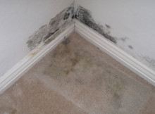 carpet mold
