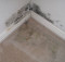 carpet mold